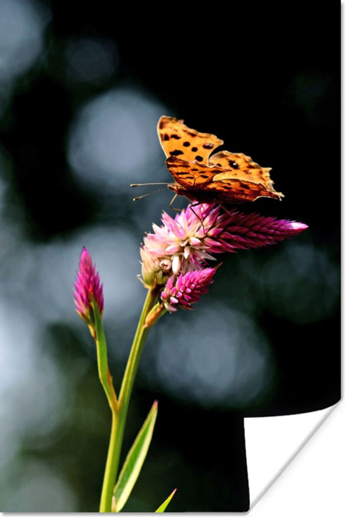 MuchoWow Poster Schmetterling - Blumen - Insekten 20x30 cm - Papierdruck