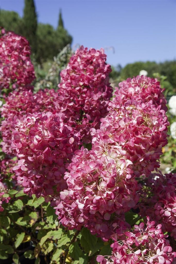 Hydrangea paniculata 'Diamond Rouge' -R-, Rispenhortensie, rot, 40–60 cm