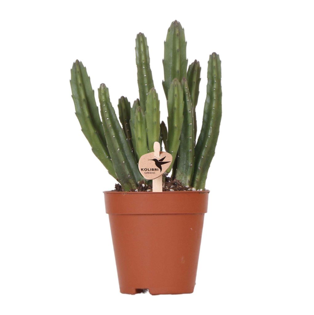 Kolibri Greens | Grünpflanze - Stapelia - Ø9cm Produktbild 