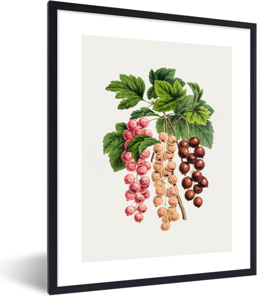 MuchoWow Gerahmtes Poster Beeren - Jahrgang - Obst 30x40 cm - Poster mit Schwarzem Bilderrahmen Wandposter Rahmen Foto Bilder - Wanddeko - Kunstd...