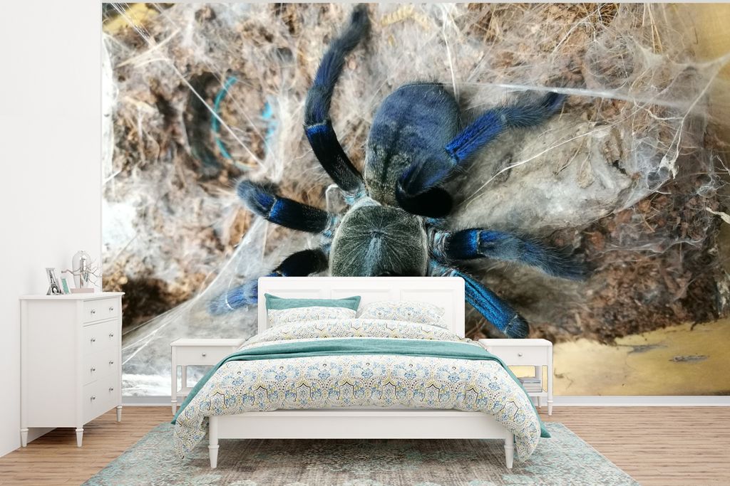 MuchoWow Fototapete für Wohnzimmer oder Schlafzimmer Wandtapete Vinyl Motivtapete Kobaltblaue Vogelspinne im Netz - 375x280 cm - Schlafzimmer ta...