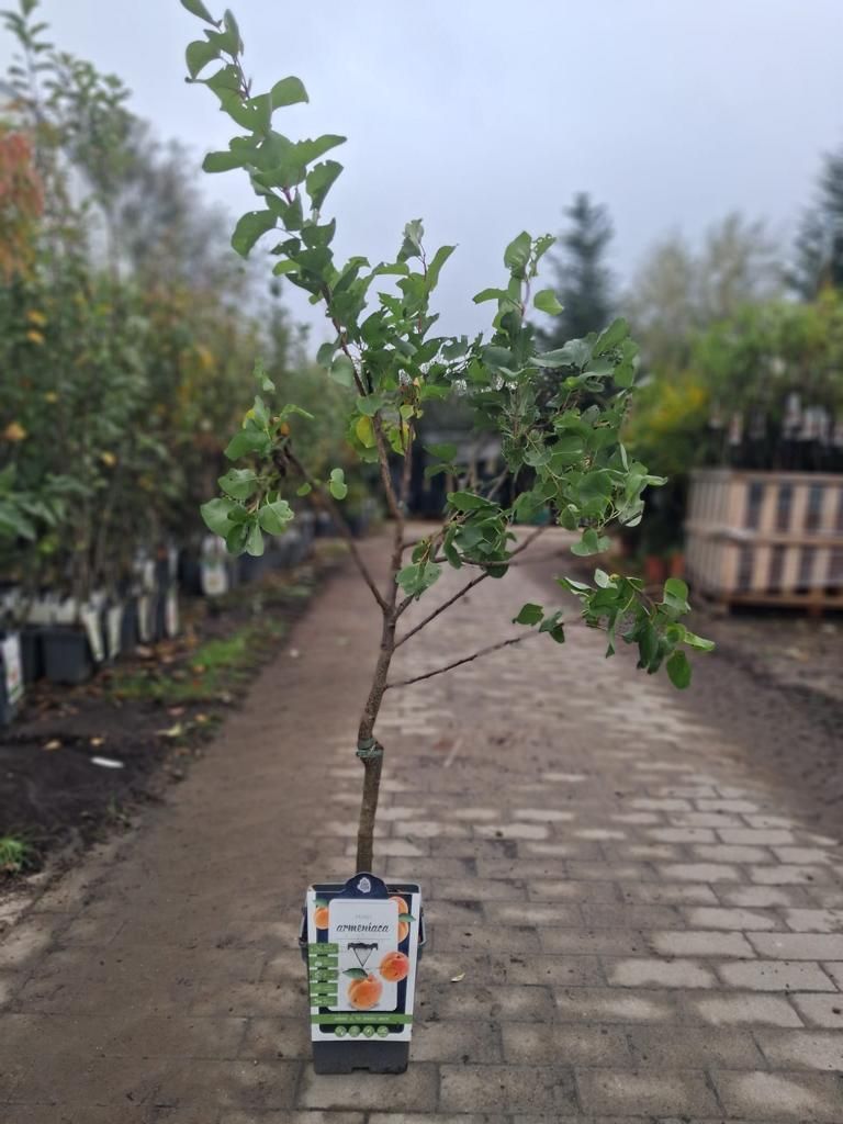 Aprikosenbaum Prunus armeniaca 100–120 cm – Obstbaum für Produktbild 