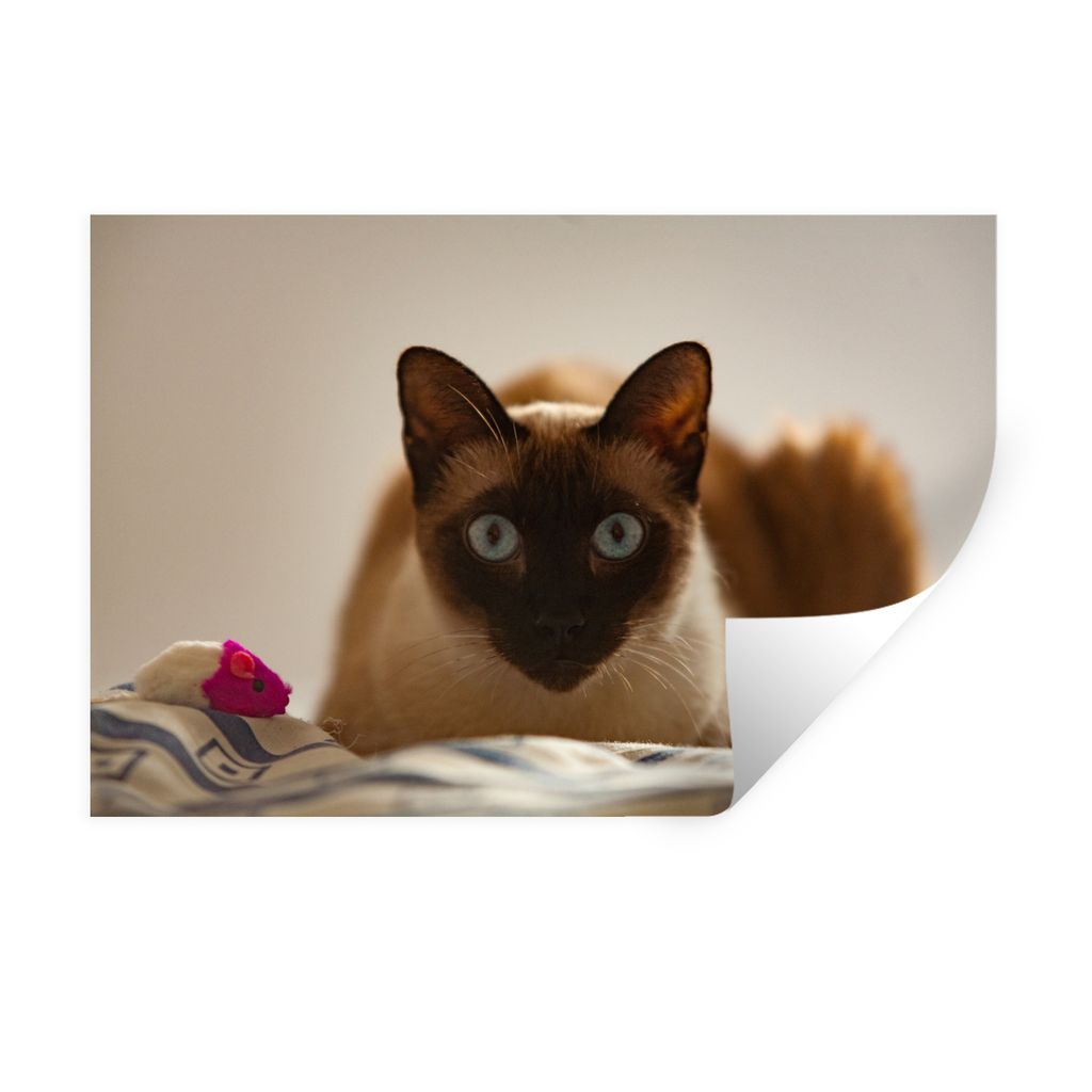 MuchoWow Wandtattoo Wandsticker Wandaufkleber Siamkatze auf dem Bett 90x60 cm Selbstklebend und Repositionierbar - Aufkleber