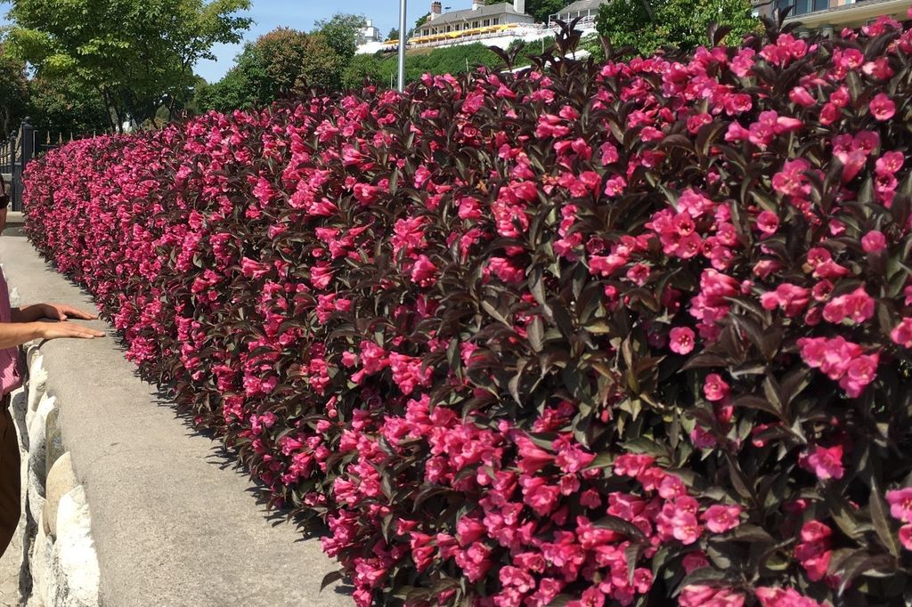 Weigelie 'Alexandra' 60 Stück Weigelia Kaufland.de