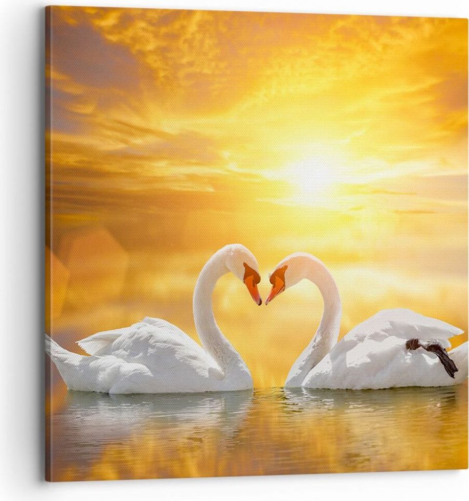 Bild auf Leinwand - Leinwandbild - Schwan Wasser Paar - 70x70cm - Wand Bild - Wanddeko - Wandbilder - Leinwanddruck - Bilder - Kunstdruck - Wanddek...