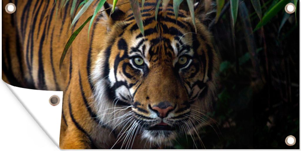 MuchoWow 60x30 cm Outdoor-Poster Gartendeko Sichtschutz Garten Poster für den Garten Tiger - Blätter - Dschungel - Tiere - Wild