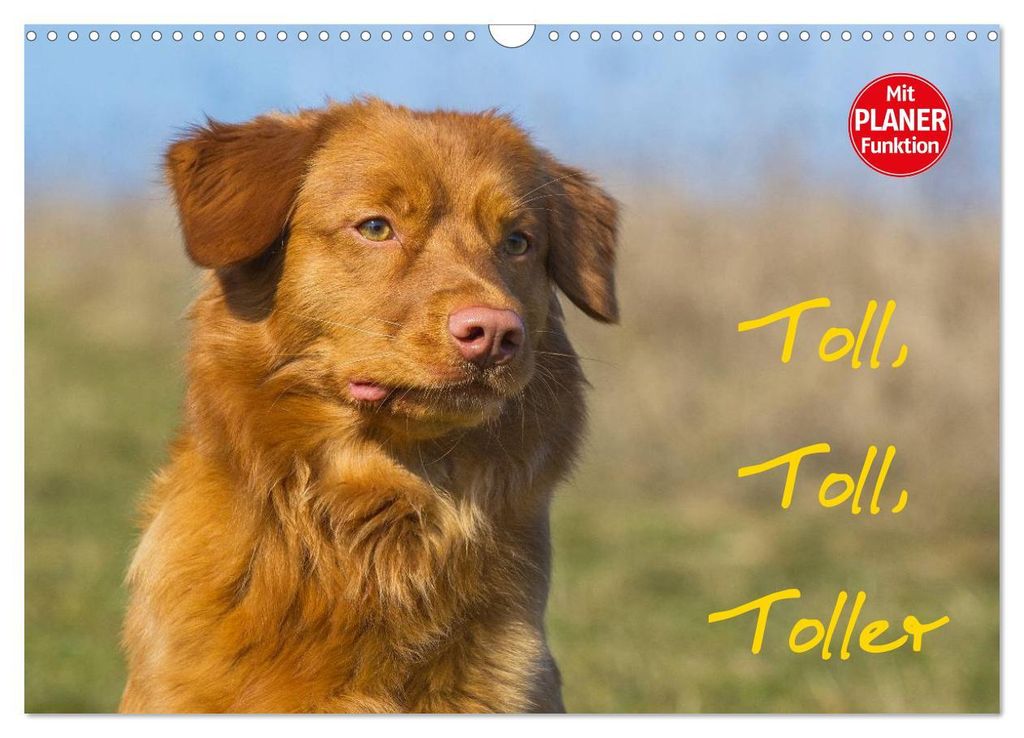 Toll, toll, Toller (Wandkalender 2027 DIN A3 quer), CALVENDO Monatskalender