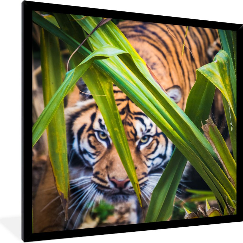 MuchoWow® Gerahmtes Poster Versteckter Sumatra-Tiger Produktbild 