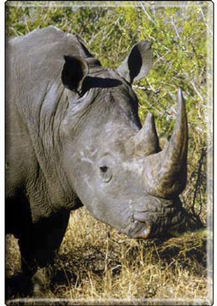 TIERMAGNET - Nashorn - Gr. ca. 8 x 5,5 cm - 37022 - Küchenmagnet