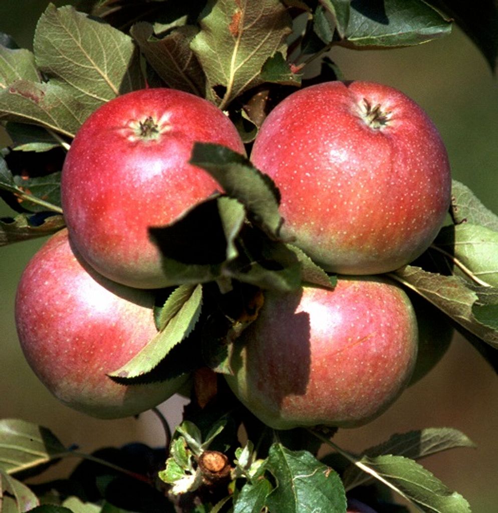 Säulenapfel `Pompink ́, 80-120cm im 7,5L-Topf