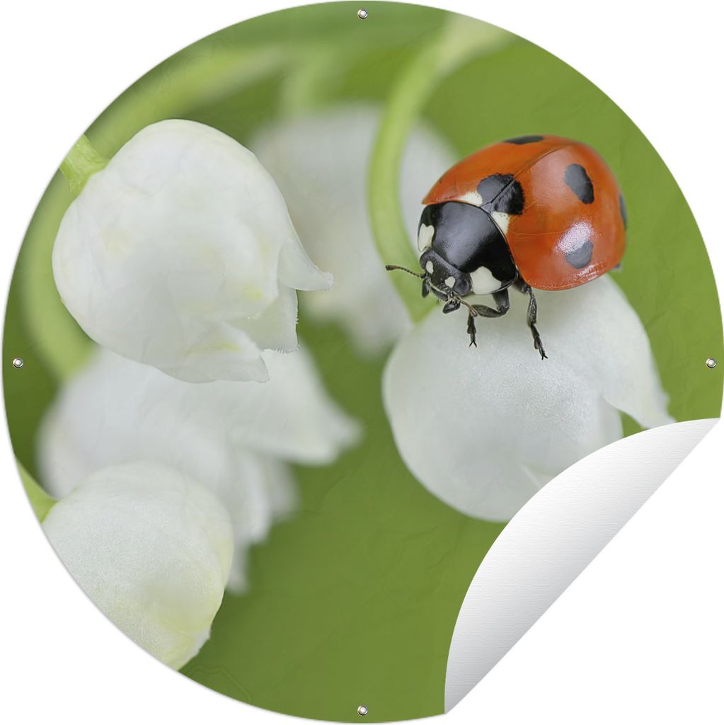 MuchoWow Gartenposter Outdoor-Poster Rund Eine Nahaufnahme eines Marienkäfers auf der Lilie von Dalen Ø 90 cm Gartendeko Rundes Poster draußen