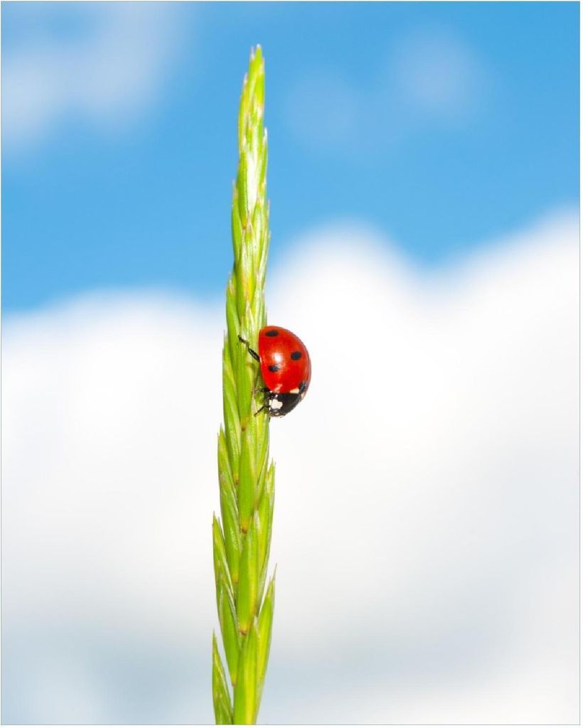 Wallario Poster - Marienkäfer am Korn, Kunstdruck Größe: 40 x 50 cm