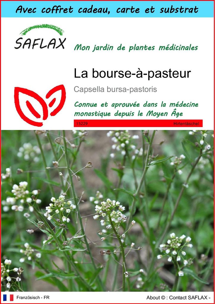 SAFLAX Ensemble-cadeau - La bourse-à-pasteur - 1000 graines Image du produit 