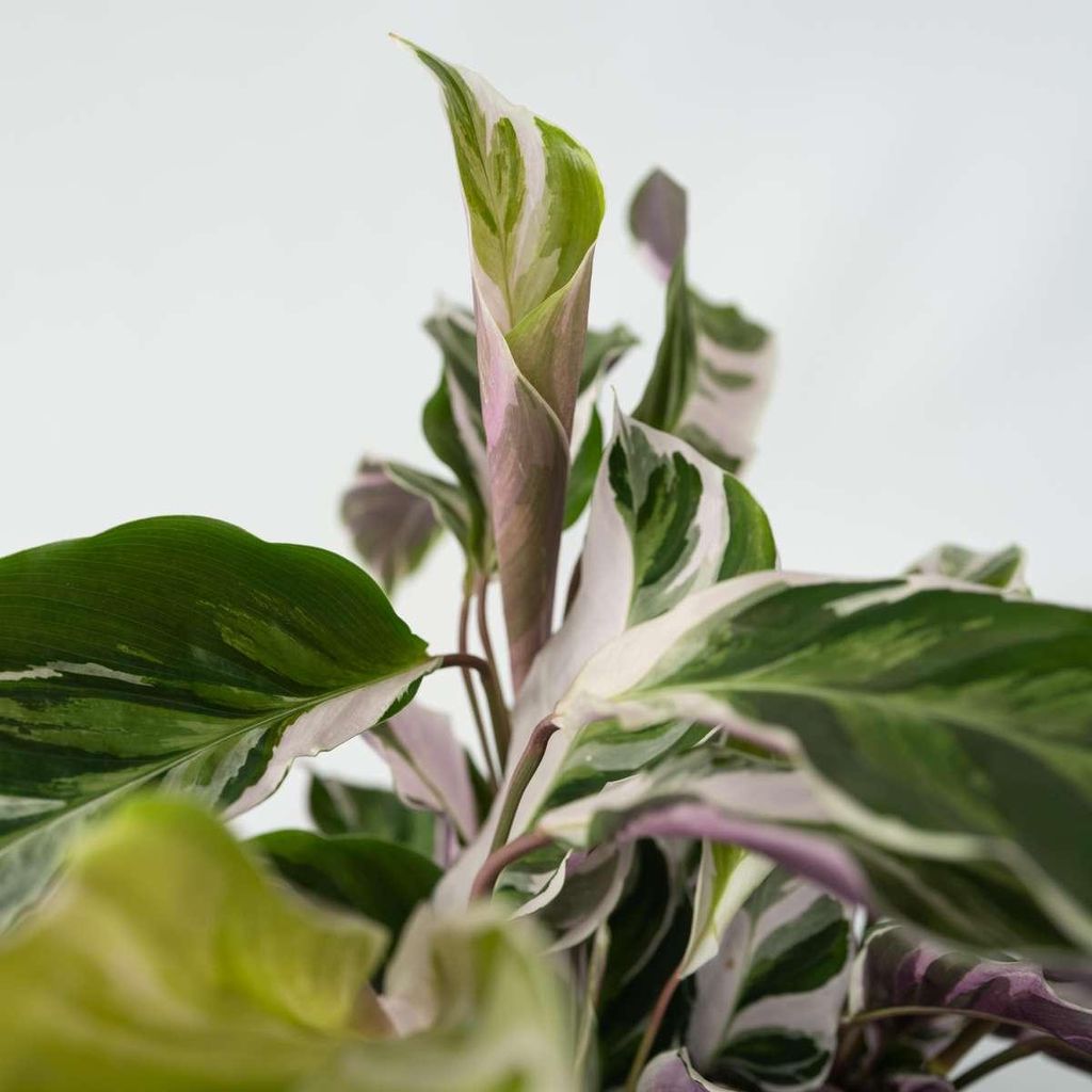 Korbmarante - Calathea Lietzei 'White Fusion' - Hhe