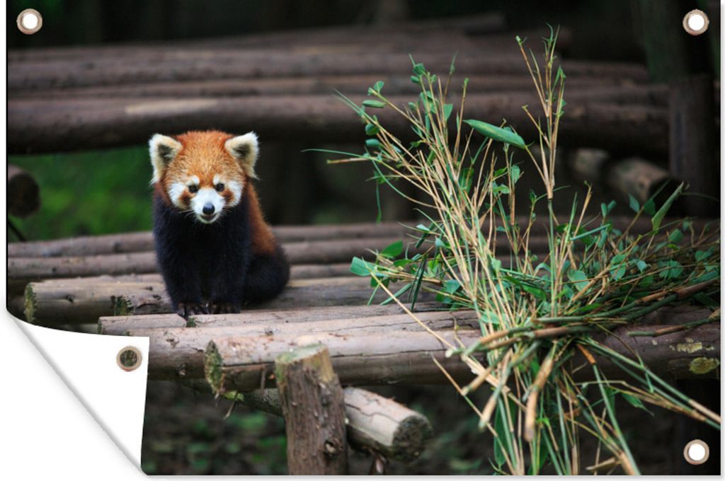 MuchoWow 60x40 cm Outdoor-Poster Gartendeko Sichtschutz Garten Poster für den Garten Roter Panda - Bambus - Baumstämme