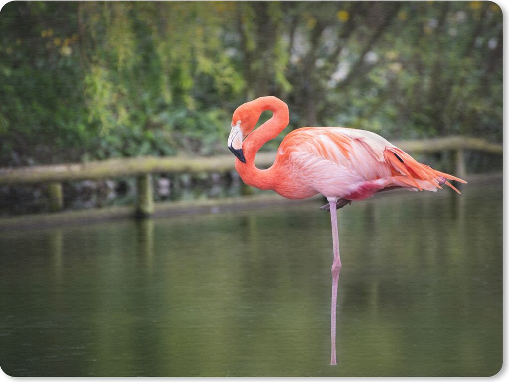 MuchoWow Mauspad Mousepad Ein Flamingo steht auf einem Bein im Wasser 23x19 cm - Mousepads - Maus Mat - Pad - Mausunterlage - Schreibtischunterla...
