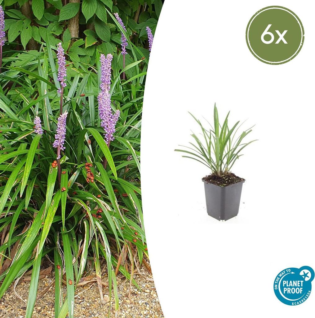 Liriope muscari 'Ingwersen' | 6 Stücke - 10-25cm - Ø9cm - Gartenpflanze