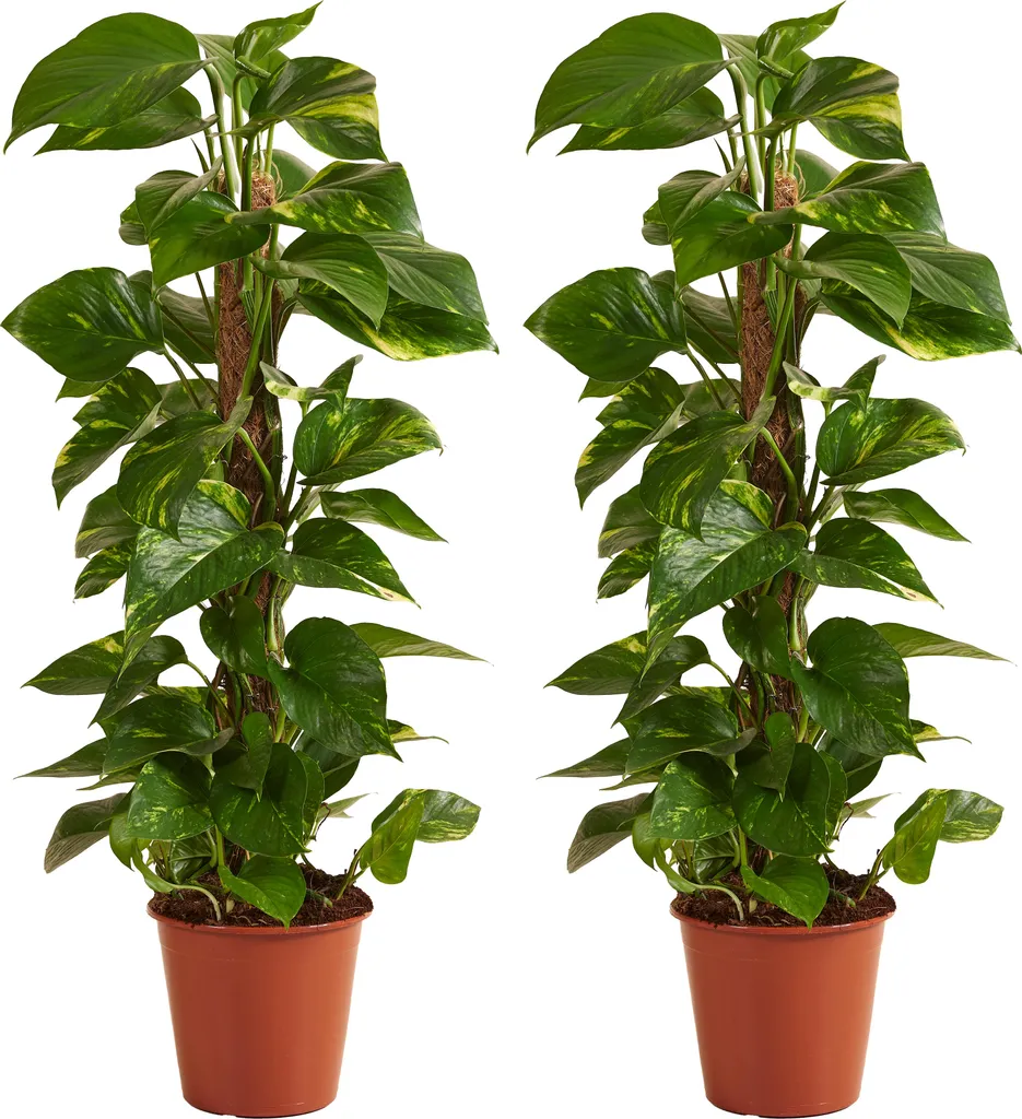 Plante Grimpante d'Intérieur Epipremnum Aureum en Duo - Pot de 19cm