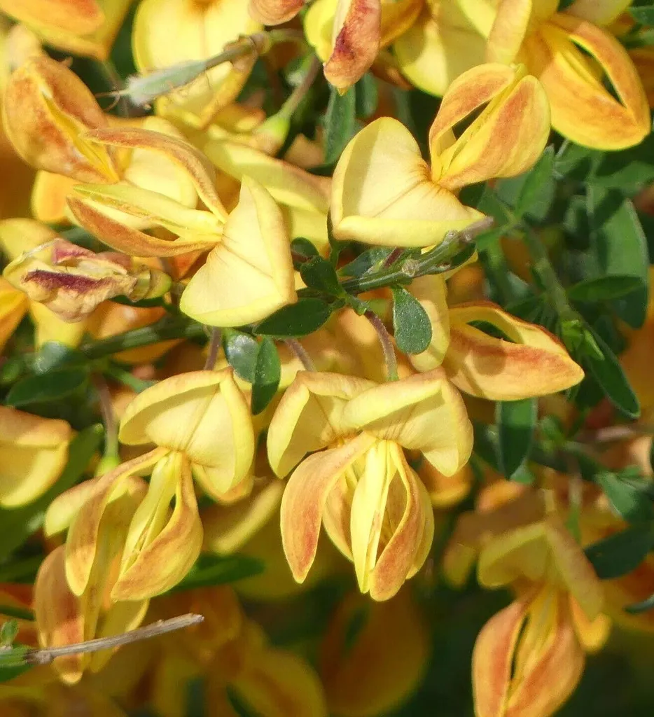 Genêt à balai Cytisus Apricot Gem 60-80 cm - Arbuste décoratif orange