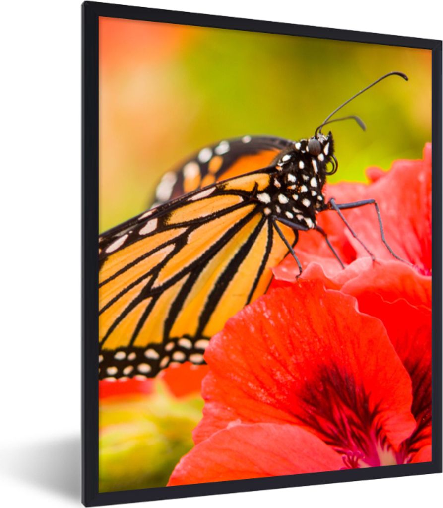 MuchoWow Gerahmtes Poster Blumen - Schmetterlinge - Monarch 30x40 cm - Poster mit Schwarzem Bilderrahmen Wandposter Rahmen Foto Bilder - Wanddeko...