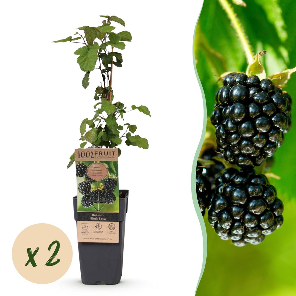 Rubus fruticosus Black Satin - Brombeerpflanze - Winterhart - Schwarze Brombeere - 2 Pflanzen - 40-50cm - Ø15cm - Gartenpflanze