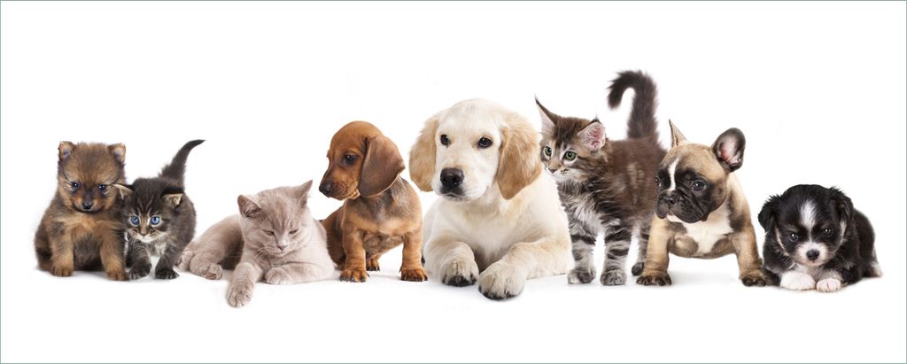 Wallario selbstklebendes Poster - Hundewelpen und Katzenjunge, Größe: 80 x 200 cm