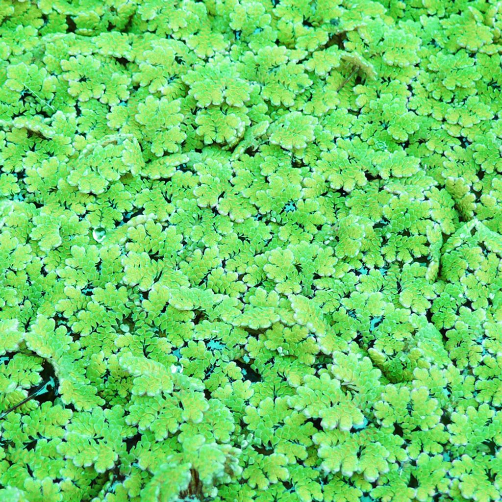 1 Portion Algenfarn (Azolla caroliniana) Produktbild 