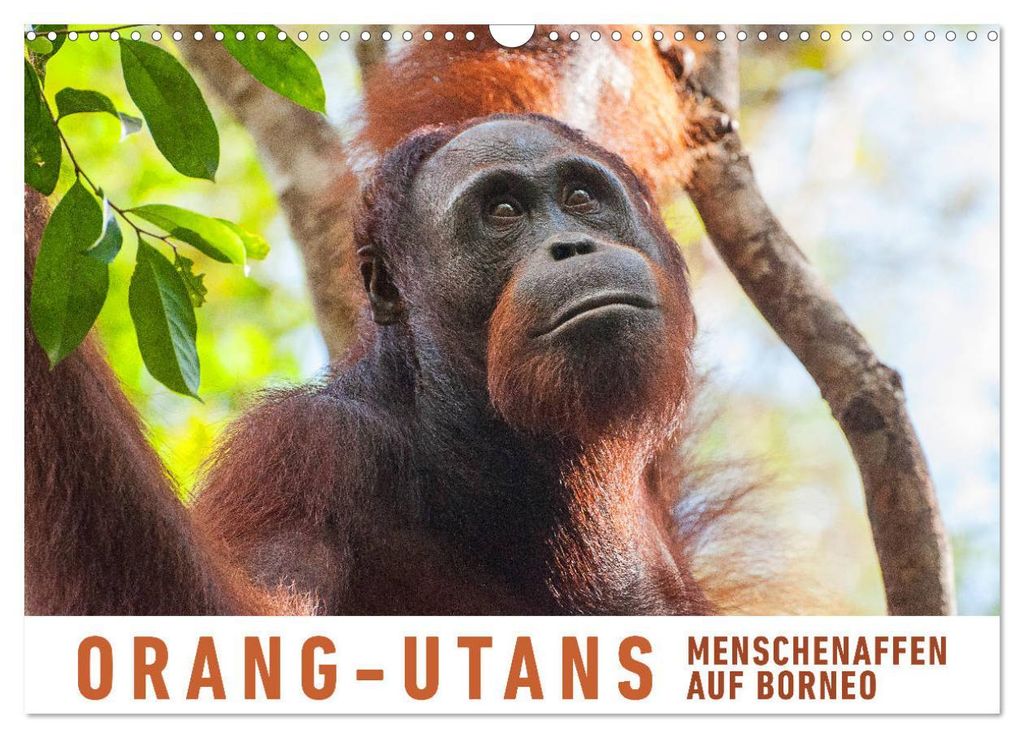 Orang-Utans Menschenaffen auf Borneo (Wandkalender 2027 DIN A3 quer), CALVENDO Monatskalender