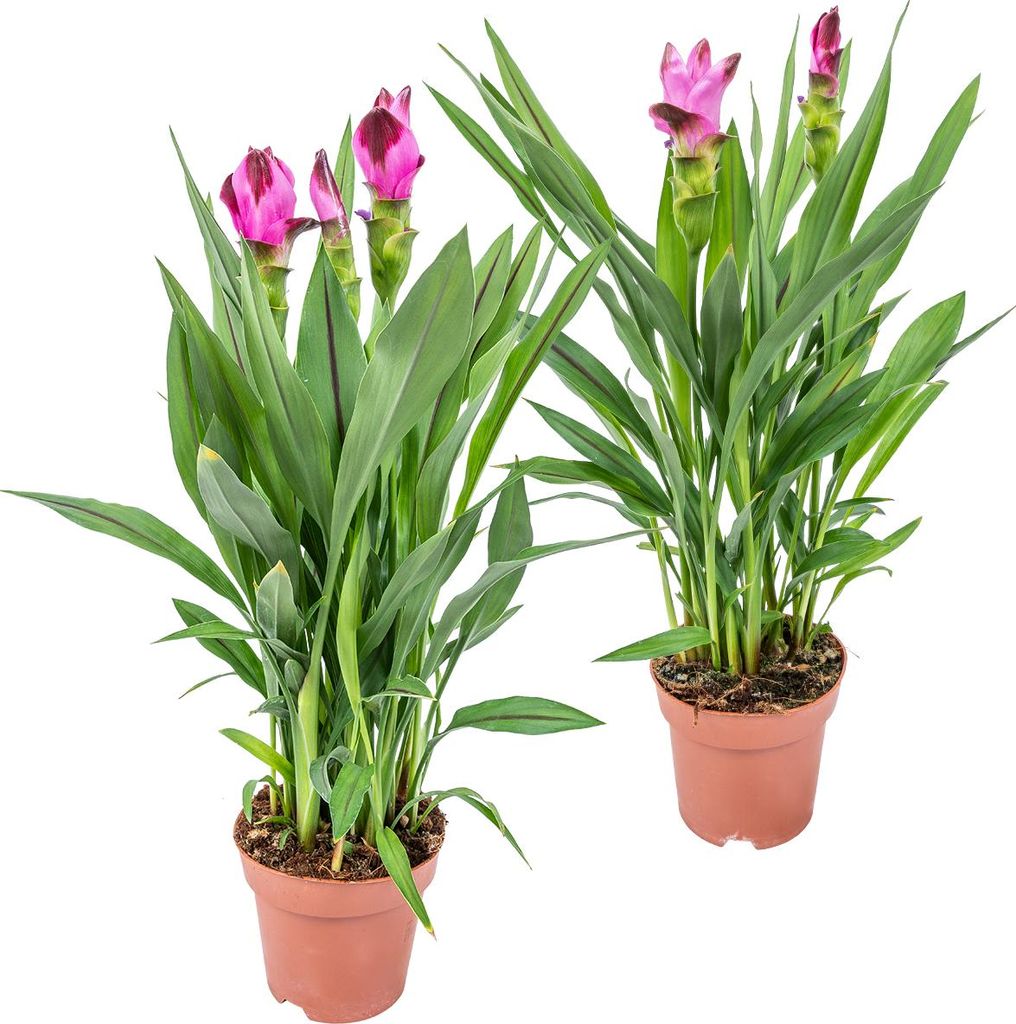 Bloomique - Lot de 2 - Curcuma Siam - Curcuma ornemental - Image du produit 
