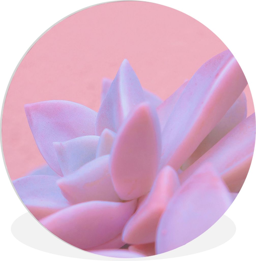 MuchoWow Rundes Wandbild - Runde Bilder Sukkulente - Sommer - Rosa - Pflanzen Ø 90 cm Kreis Wanddekoration Kunststoff - Wandkreis - Wandschmuck ...