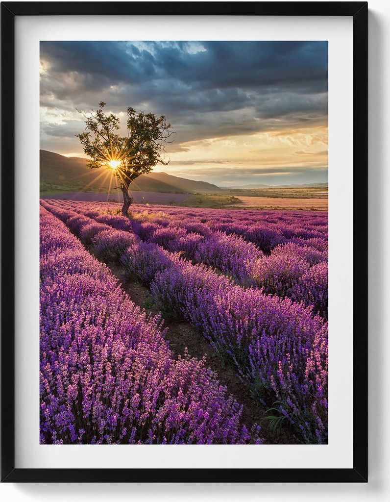 Landschaft eines Lavendelfeldes– Wandbild mit Rahmen – Gerahmtes Bild – Wanddekoration – 60x80 cm – Schwarz Rahmen