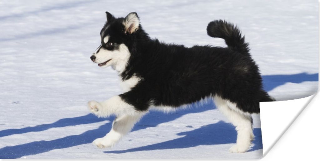 MuchoWow Poster Husky-Welpe läuft über den Schnee 120x60 cm - Bild