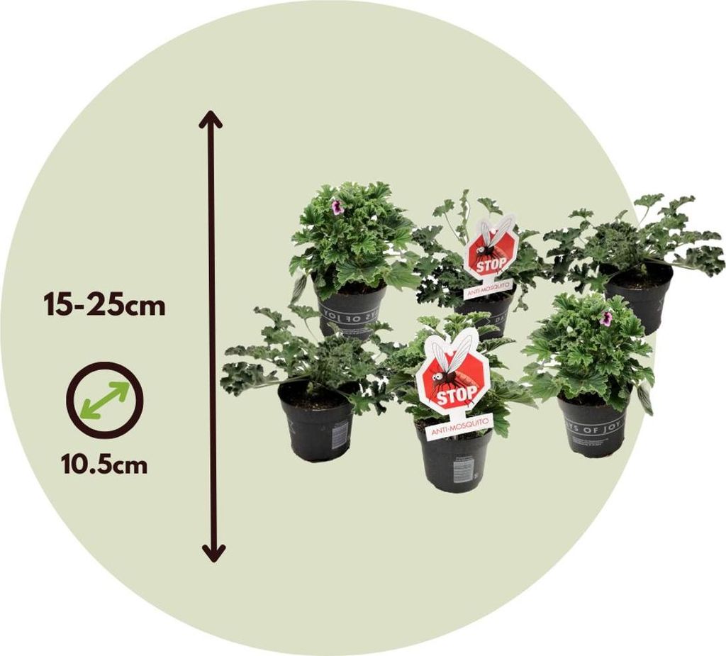 Anti-Moskito-Pflanze - 6 Stk - Pelargonium - Hhe 15-25cm -