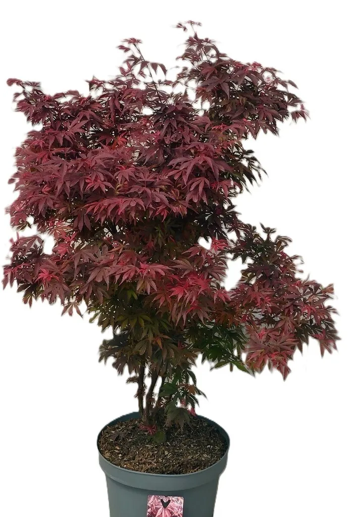 Aménager un petit jardin avec l'Érable rouge Acer Palmatum Shaina 1m