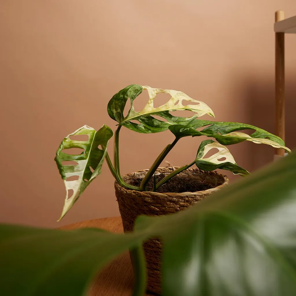Monstera Adansonii Variegata - Plante grimpante pour déco intérieure