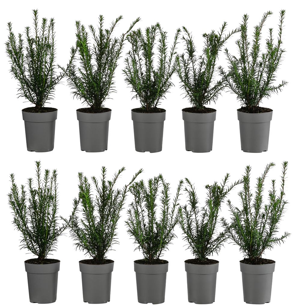 Dehner Europäische Eibe, für 2 Meter Hecke, ca. 30 cm, 10 x 2 l Topf, Heckenpflanze