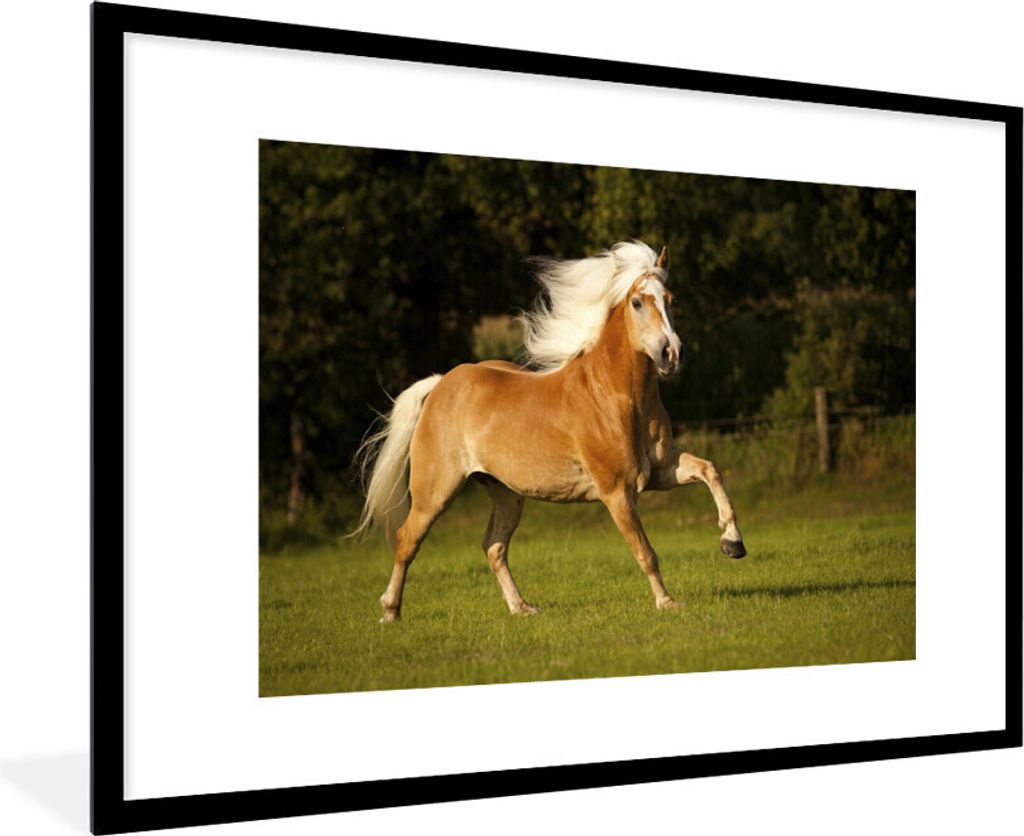 MuchoWow Gerahmtes Poster Haflinger Pferd im Galopp 90x60 cm - Poster mit Schwarzem Bilderrahmen Wandposter Rahmen Foto Bilder - Wanddekoration -...