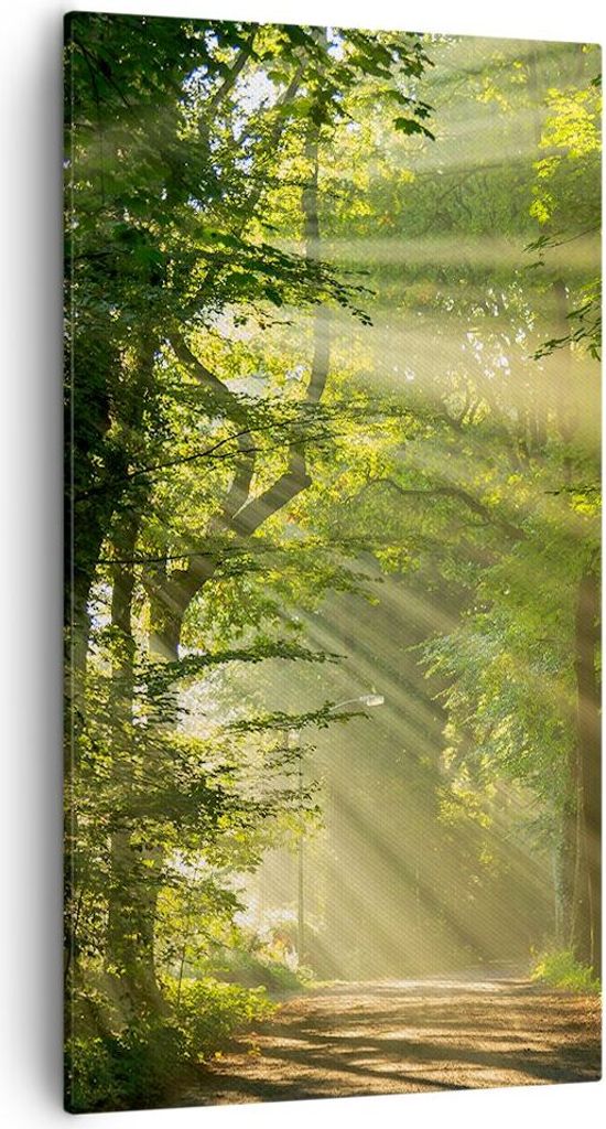 Bild auf Leinwand - Leinwandbild - Wald Baum Natur - Produktbild 