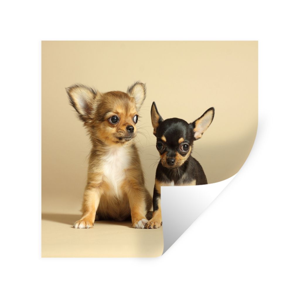 MuchoWow Wandtattoo Wandsticker Wandaufkleber Zwei kleine Chihuahua-Welpen 80x60 cm Selbstklebend und Repositionierbar - Faltenfrei