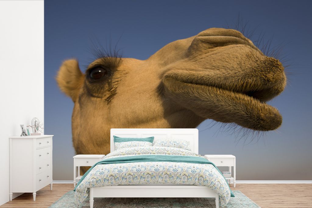 MuchoWow Fototapete für Wohnzimmer oder Schlafzimmer Wandtapete Vinyl Motivtapete Seitenansicht des Kamelkopfes - 330x220 cm - Fototapeten