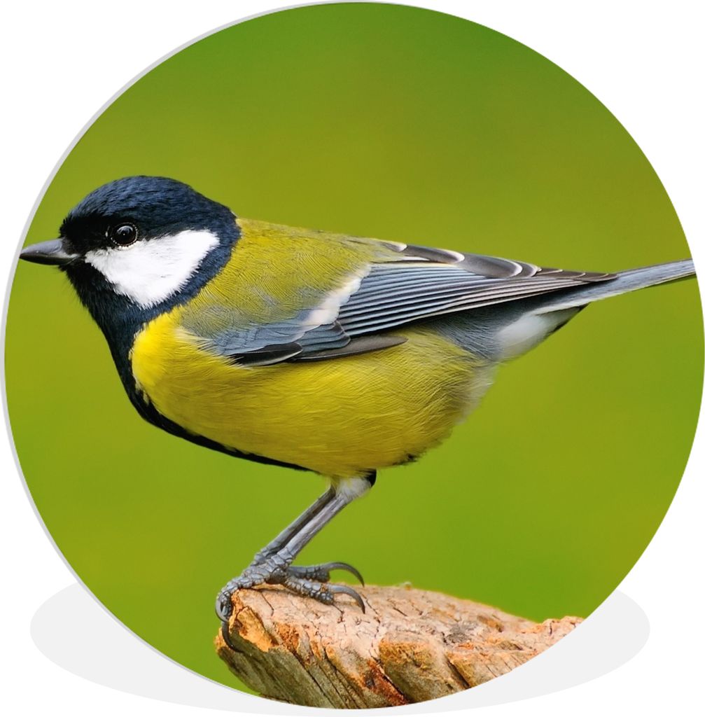 MuchoWow Rundes Wandbild - Runde Bilder Vogel - Kohlmeise - Tiere - Grün Ø 90 cm Kreis Wanddekoration Kunststoff - Wandkreis - Wandschmuck - Wa...