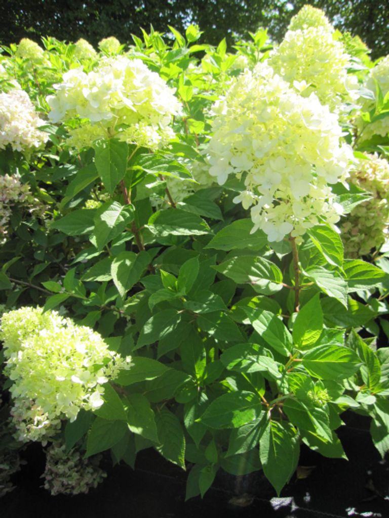 Hydrangea paniculata Skyfall - Rispenhortensie Skyfall