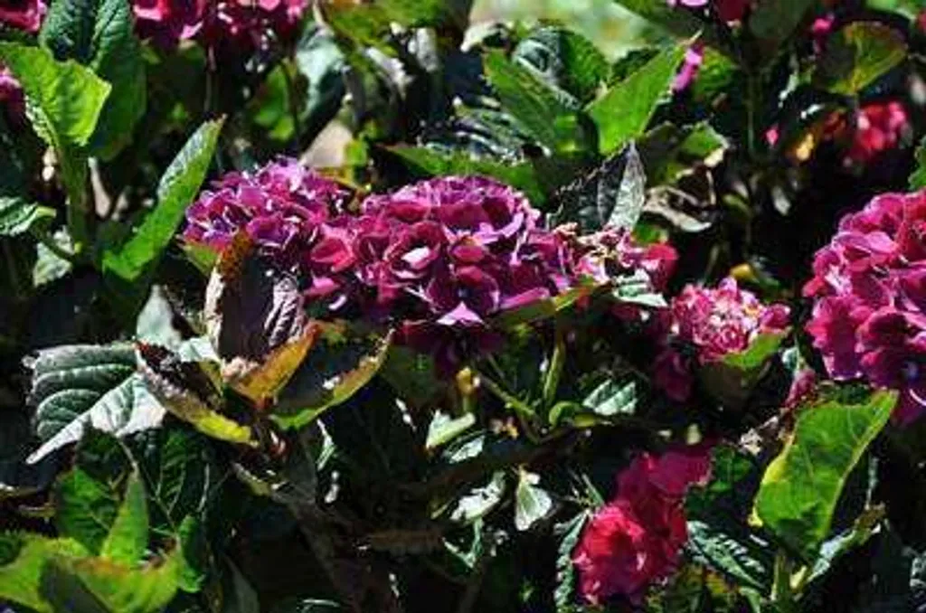 Hydrangea macrophylla Merveille Sanguinea - Hortensia Brunette 25-30 cm