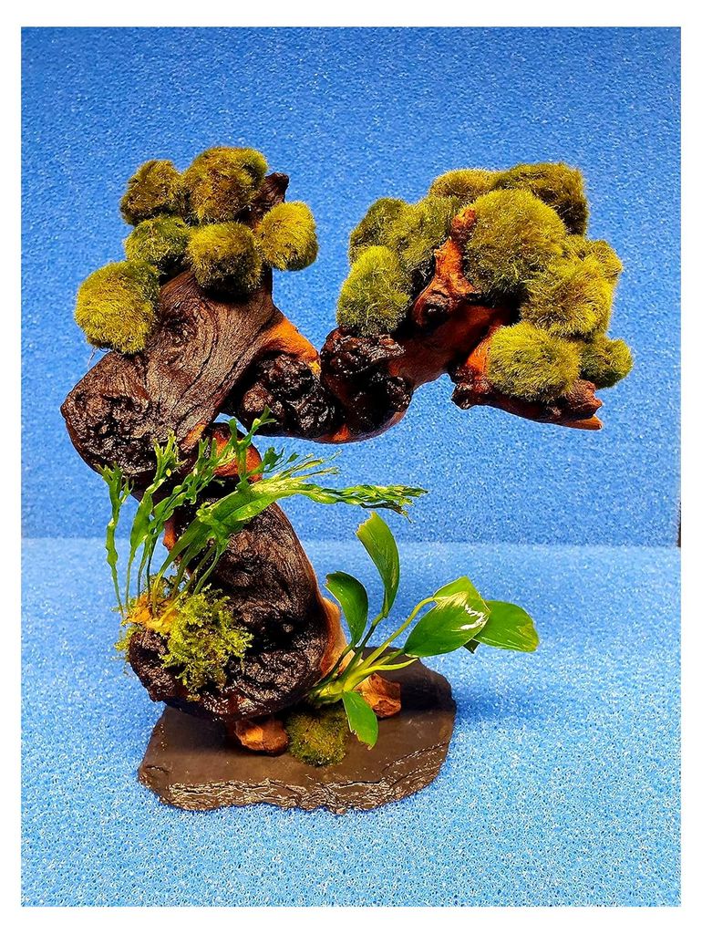 Garnelenbaum mit 8 Moosbällen, ca. 15 cm hoch, bepflanzt mit Farn und Anubias auf Mopani-Wurzel