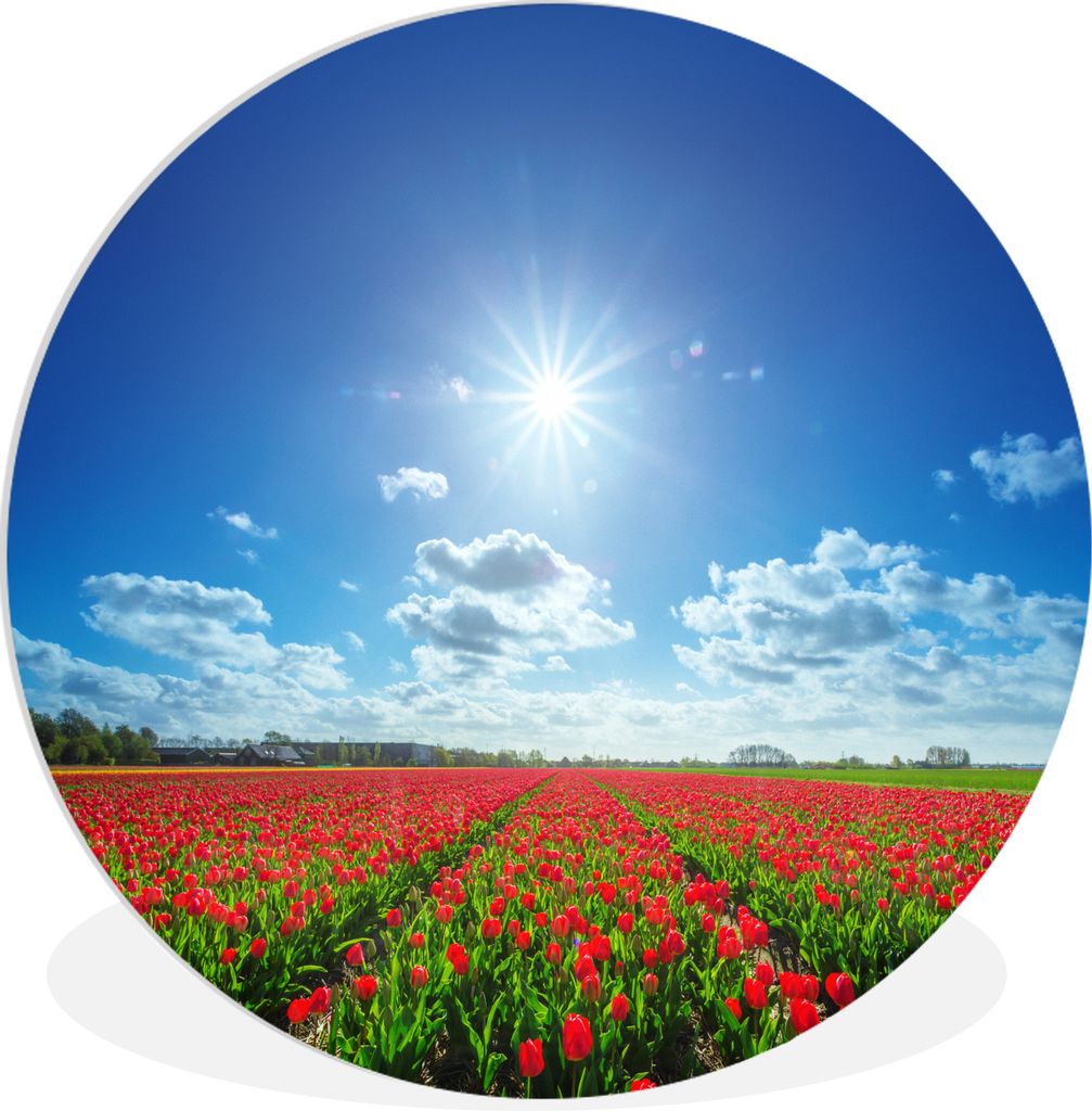 MuchoWow Rundes Wandbild - Runde Bilder Die Sonne scheint hell auf ein fein säuberlich angeordnetes Feld roter Tulpen Ø 90 cm Kreis Wanddekorat...