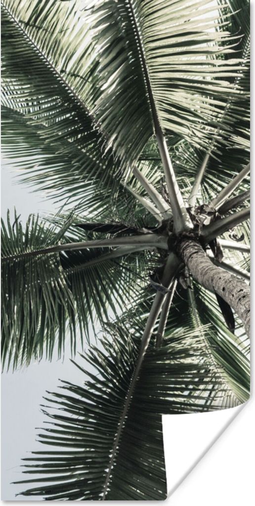 MuchoWow Poster Palme - Tropisch - Sommer 20x40 cm - Plakat - Foto