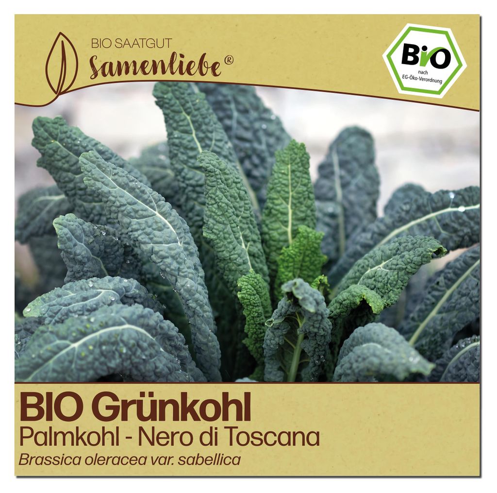 Samenliebe  Grünkohl Samen | Nero di Toscana - winterhart & Produktbild 