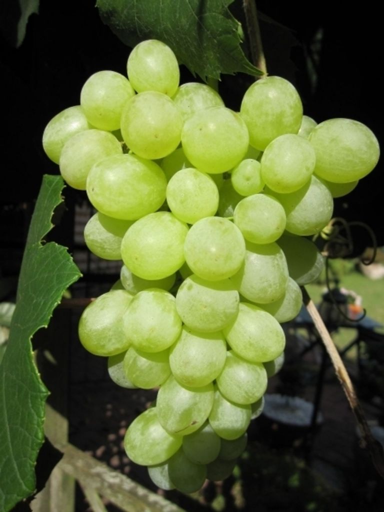 Vitis vinifera Orangentraube - Weintraube Orangentraube