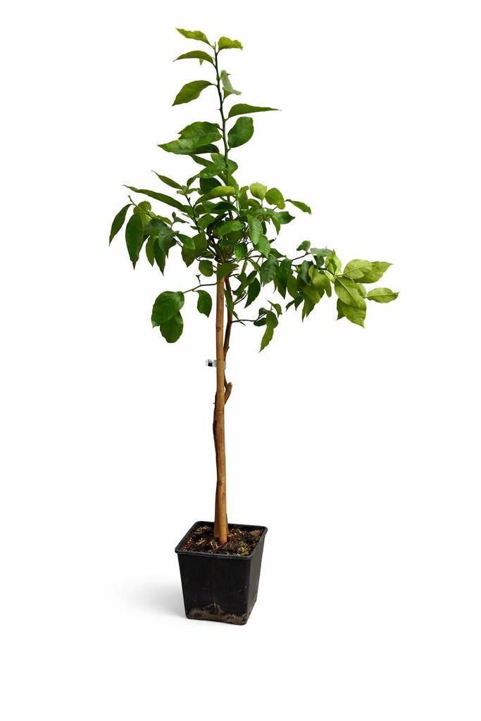 Zitronenbaum Fino 95 ca. 100–140 cm inkl. Topf – Echter Produktbild 