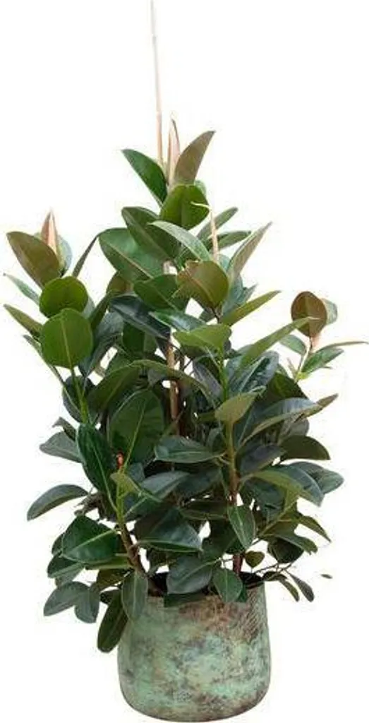 Plante Verte d'Intérieur Ficus Robusta 150 cm - Déco Salon et Bureau
